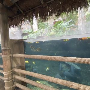 Tropical encounters- Amazon flooded forest tank