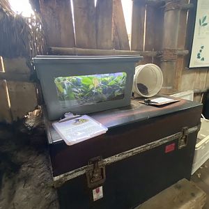 Tropical encounters- Poison dart frog & red kneed tarantula terrariums