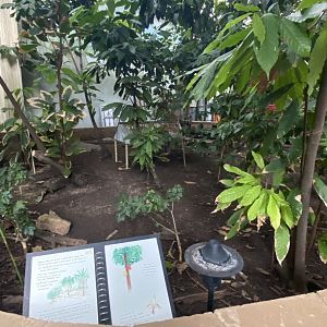 Tropical encounters- red footed tortoise exhibit