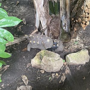 Tropical encounters- red footed tortoises