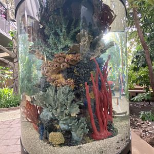 Tropical encounters- coral reef tank