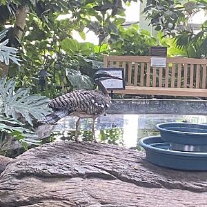 Tropical encounters- sunbittern