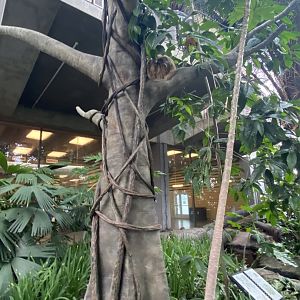 Tropical encounters- Hoffman’s two toed sloth tree