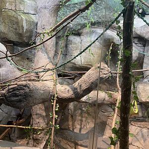 Primates- blue eyed black lemur exhibit