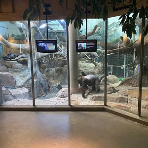 Primates- western lowland gorilla indoor exhibit