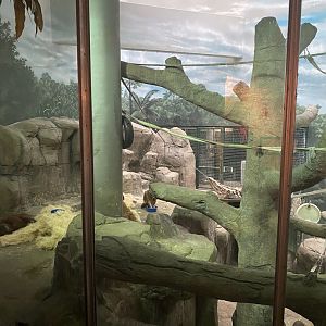 Primates- Sumatran orangutan indoor exhibit