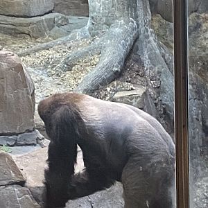 Primates- western lowland gorilla