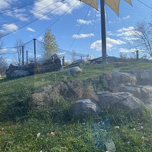 Gorilla forest- western lowland gorilla exhibit #1