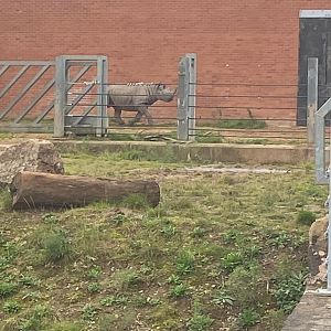 Sudan charging about