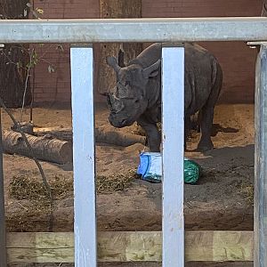 Sudan after being bought back in