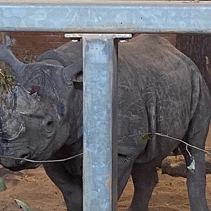 Calmer but wounded sudan