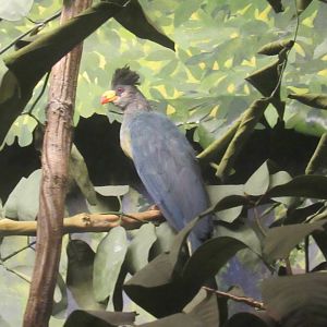 turaco diorama