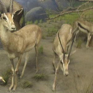 gazelle diorama