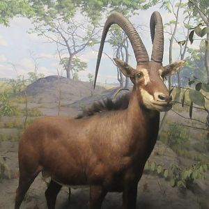 sable antelope diorama