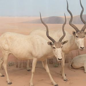 addax diorama