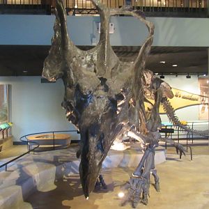 chasmosaurus