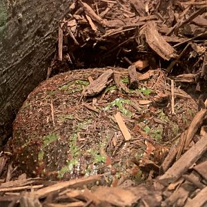 pac man frog in survival of the slowest