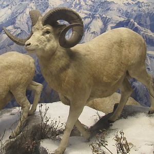 dall sheep diorama