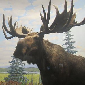 moose diorama