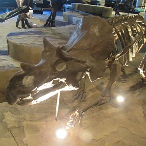 avaceratops