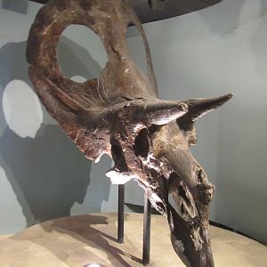 torosaurus