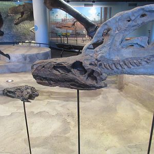 dilophosaurus, herrerasaurus, and eoraptor skulls