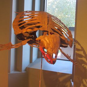 prehistoric turtle