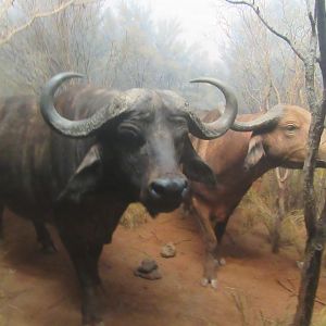 cape buffalo diorama