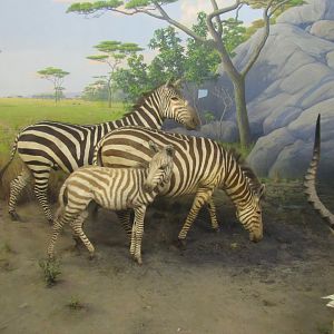 zebra diorama