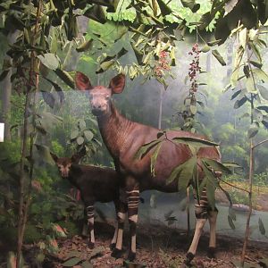 okapi diorama