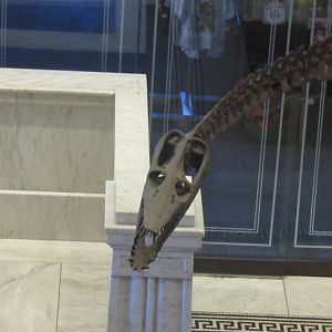 elasmosaurus