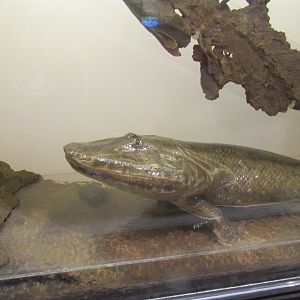 tiktaalik diorama