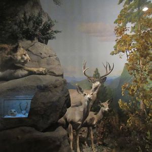 mountain lion and deer diorama