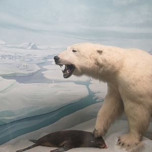 polar bear and seal diorama
