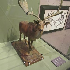 megaloceros