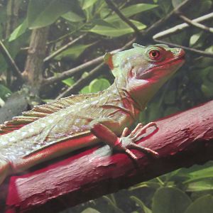 green basilisk at Survival of the Slowest