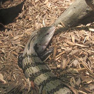 blue tonged skink at Survival of the Slowest