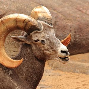 California bighorn sheep (July 2020)