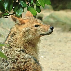 European golden jackal (July 2020)