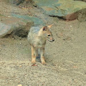 European golden jackal (July 2020)