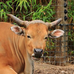 Java banteng (July 2020)