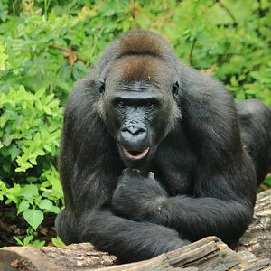 Western lowland gorilla (July 2020)