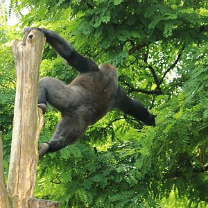 Western lowland gorilla (July 2020)