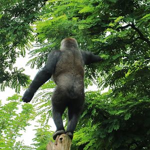 Western lowland gorilla (July 2020)