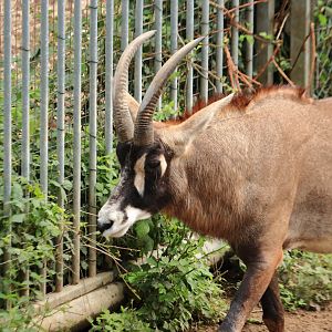 Roan antelope (July 2020)