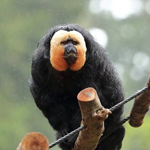 White-faced saki (July 2020)