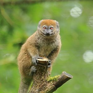 Alaotran gentle lemur (July 2020)