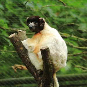 Crowned sifaka (July 2020)