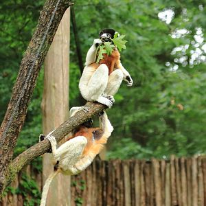Crowned sifaka (July 2020)