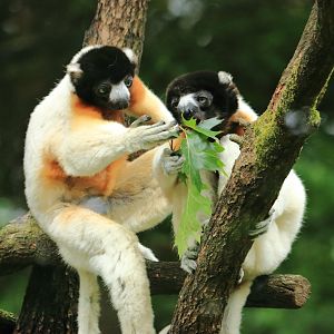 Crowned sifaka (July 2020)